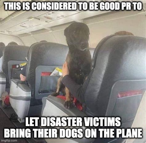 dog in plane meme